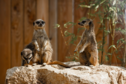 Suricates_La_Taniere.png